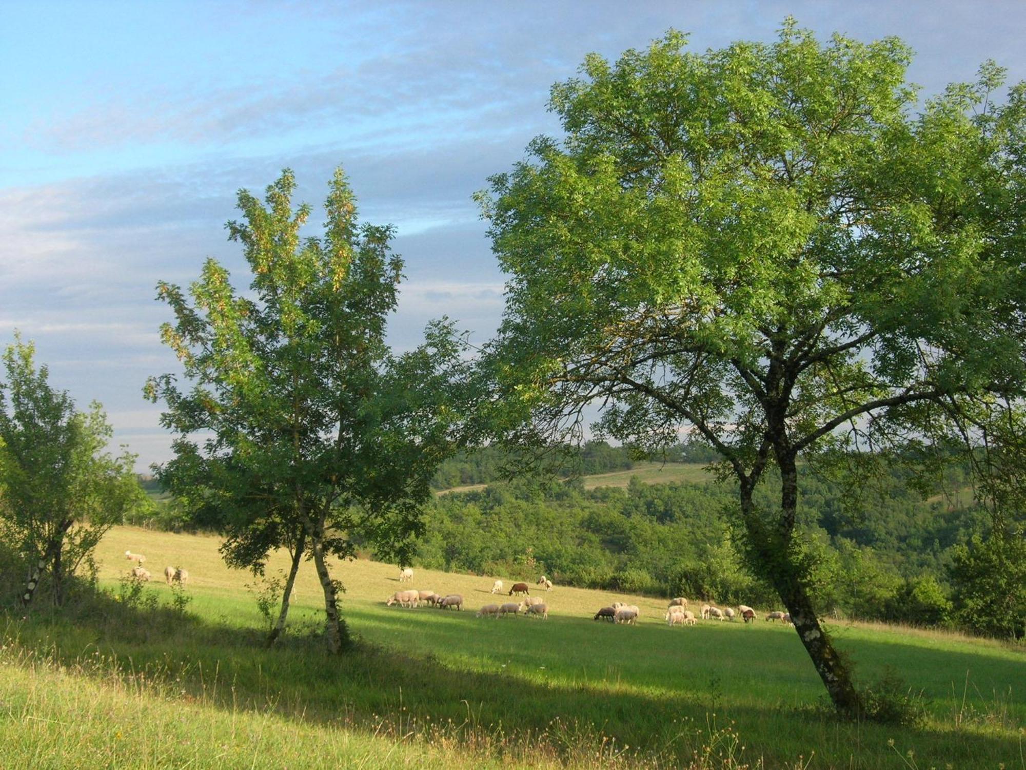 Les Hauts D'Albas Albas  Habitación foto